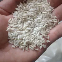 برنج محلی خوش عطروپخت