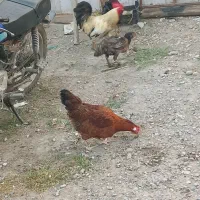 مرغ وخروس