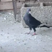 پلنگ