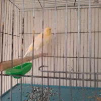 فروش جفت قناری نر و ماده فر مست
