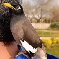 مرغ مینا گمشده