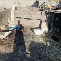 باهنر|حیوانات مزرعه|اهواز, اسلام آباد شرقی|دیوار