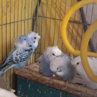 فروش مرغ عشق پروانه ایی