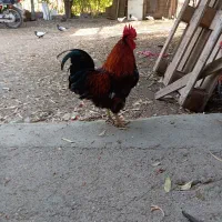خروس و نیمچه خروس