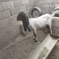 بز عربی قابل معاوضه با نر بز خوب