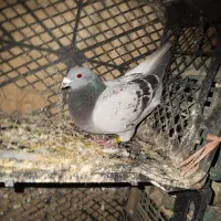 کبوتر نر|پرنده|سرپل ذهاب, |دیوار