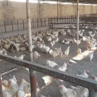 مزغ‌اراک‌