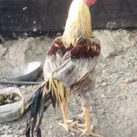 خروس و ماده مرغ و جوجه