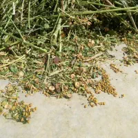 بذر یونجه بغدادی