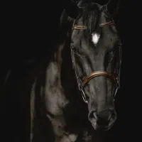 اسب اصیل مشکی (ژنرال)