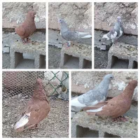 چند عدد کفتر فروشی