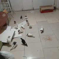 16تا کبوتر طوقی و شهری