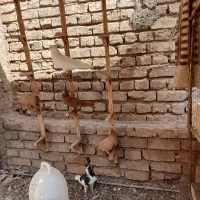 کفتر