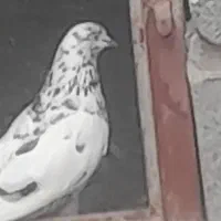 تعدادی کبوتر سالم و سرحال