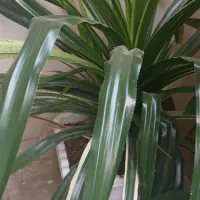 گل پاندانوس