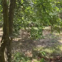 فروش فوری باغ 500 متری واقع در بافت روشن آبا