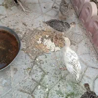 بوقلمون