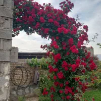 فروش روزهای امپریال تمام فصل