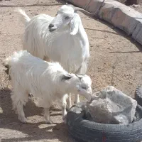 بزو کره محلی