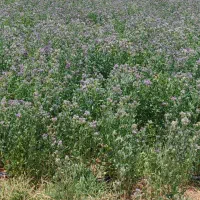 بذر یونجه