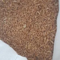 گندم