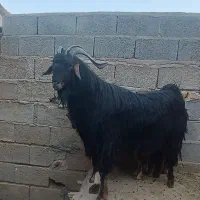 فروش دوبر هم بذری و هم گوشتی