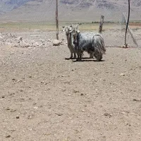 یک جفت دوبور سوز (سبز) تگه نر بز تکه