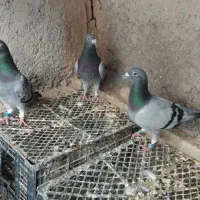 کبوتر پلاکی
