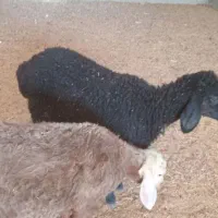 فروش بره نر درجه یک