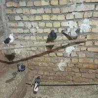 جوجه پلاکی