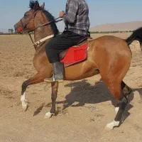 اسب|اسب و تجهیزات اسب‌سواری|معصومیه, |دیوار