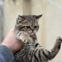 بچه گربه بریتیش