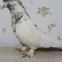 کفتر نر کله دار