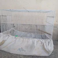 قفس