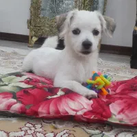 سگ ماده جک راسل نژاددار