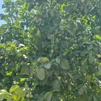 کارگر برای حرص کردن گل و درخت