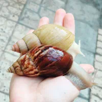 سوپرمولد۱۱سانتی فولیکاتایگر و البینوجاداتزی