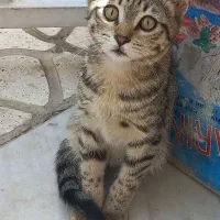 واگذاری ۲ عدد بچه گربه رایگان