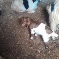 تعداد۴راس بز بفروش میرسید