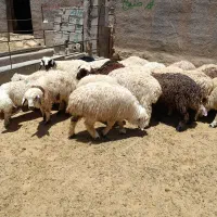بره ماده درجه یک