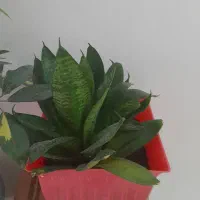 گل  .