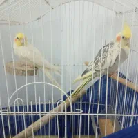 عروس هلندی نر و ماده دستی وسخنگو ورام