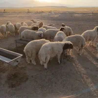 بره