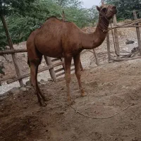 شتر|حیوانات مزرعه|قلعه قاضی, |دیوار