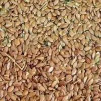 تخم کتون ۱۰ کیلو معاوضه با قناری ماده