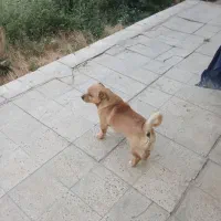 سگ پاکوتاه