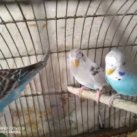 مرغ عشق سالم سرحال