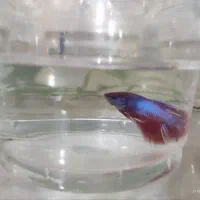 فایتر مولد فقط 50