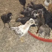 جوجه گلپایگانی و کاکلی
