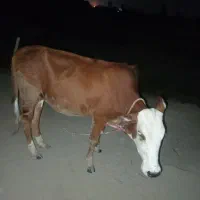 گاو